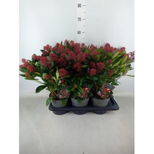 Skimmia jap. 'Rubella'