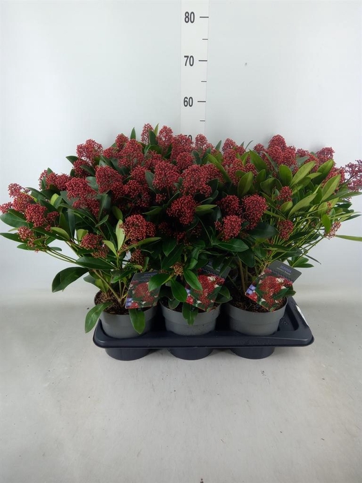 <h4>Skimmia jap. 'Rubella'</h4>