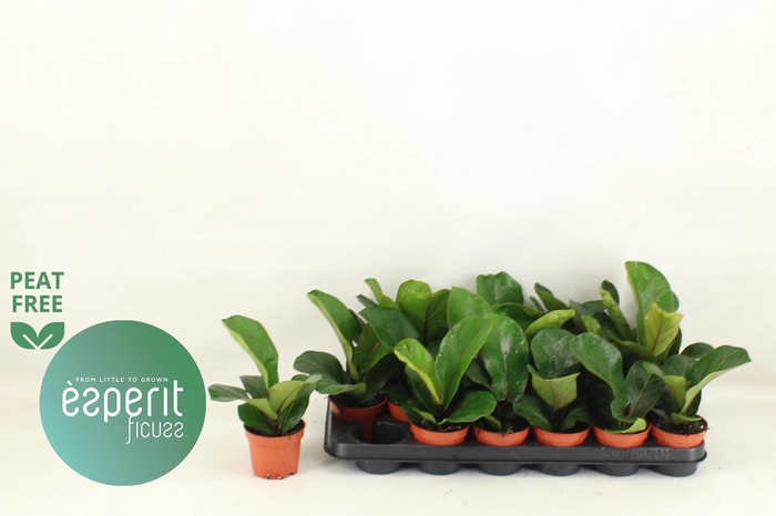 <h4>FICUS LYRATA BAMBINO</h4>