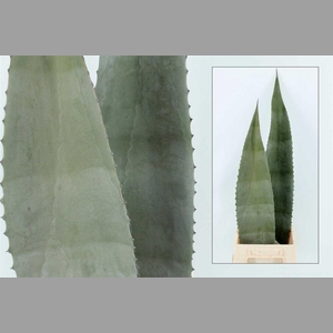 Agave Americana Bleu 70cm