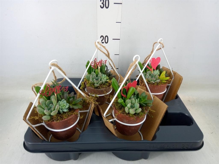 Arr.  Succulents L%