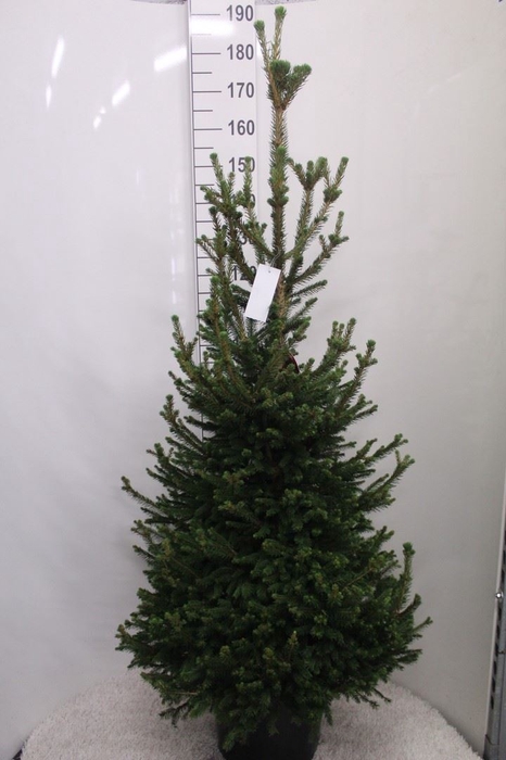 <h4>Picea abies 'Will's Zwerg'</h4>