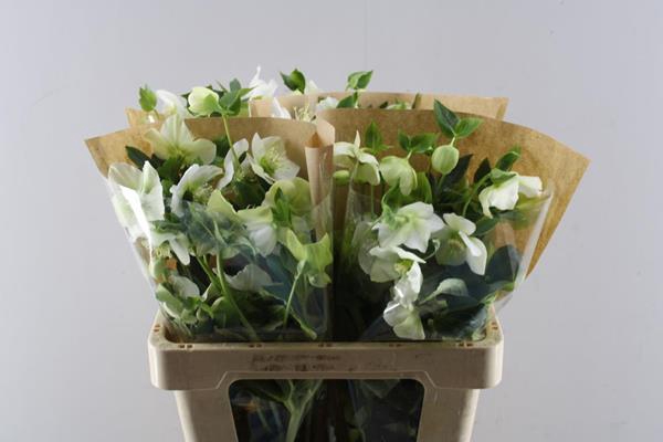 <h4>Helleb Queens White</h4>