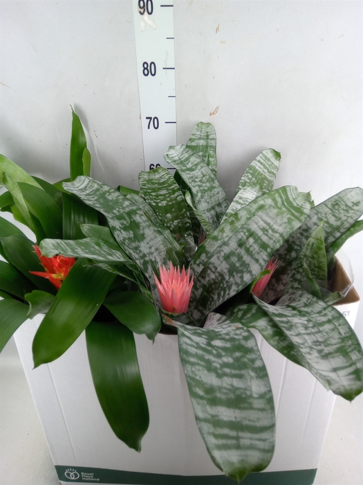 <h4>Aechmea   ...mix</h4>