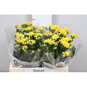 Kal Blazi Yel Meadow