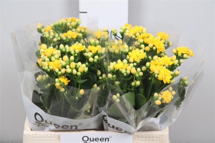 <h4>Kal Blazi Yel Meadow</h4>