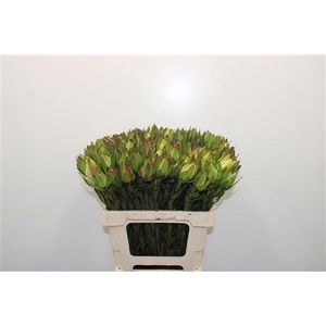 Leucad Mountain Rose