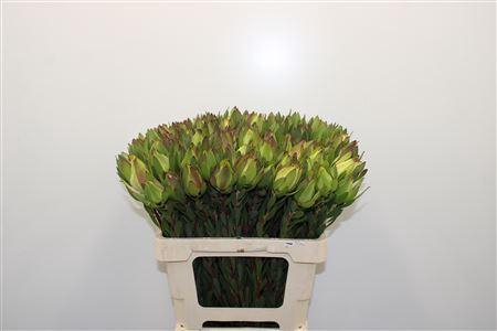 <h4>Leucad Mountain Rose</h4>