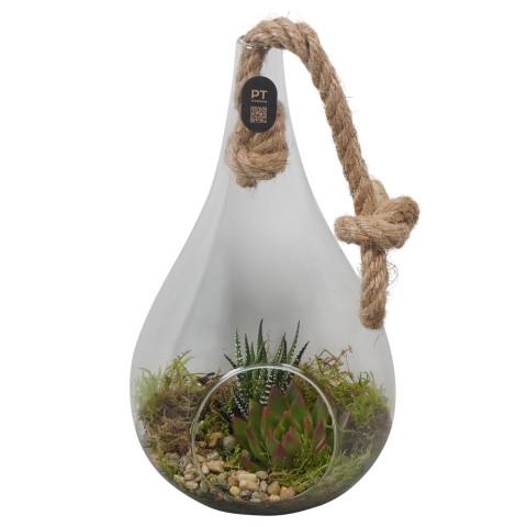 <h4>PTIG2702 Arrangementen kamerplanten</h4>