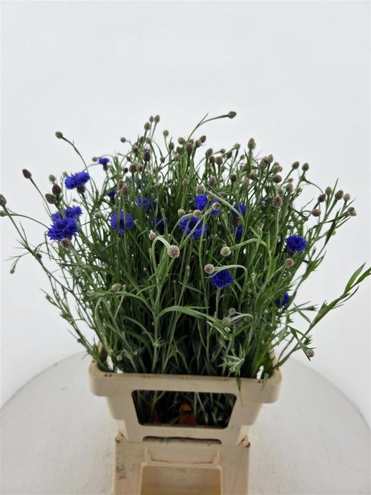 <h4>Centaurea Cyanus</h4>