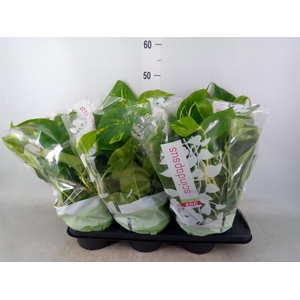 Epipremnum pinn.   HG