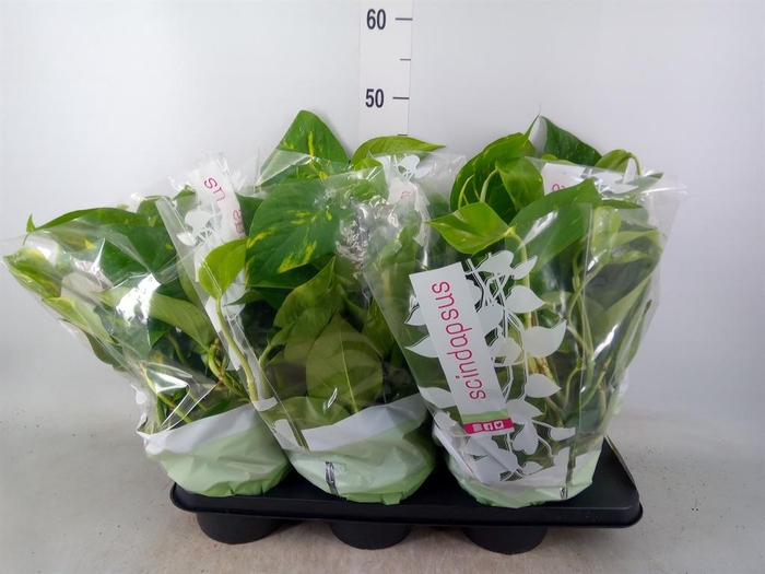 <h4>Epipremnum pinn. HG</h4>