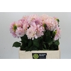 Dahlia Sweet Nathalie