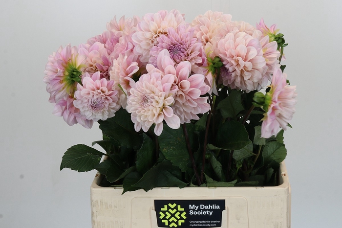 Dahlia Sweet Nathalie