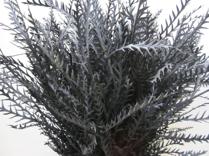 <h4>Ivanhoe Zwart</h4>