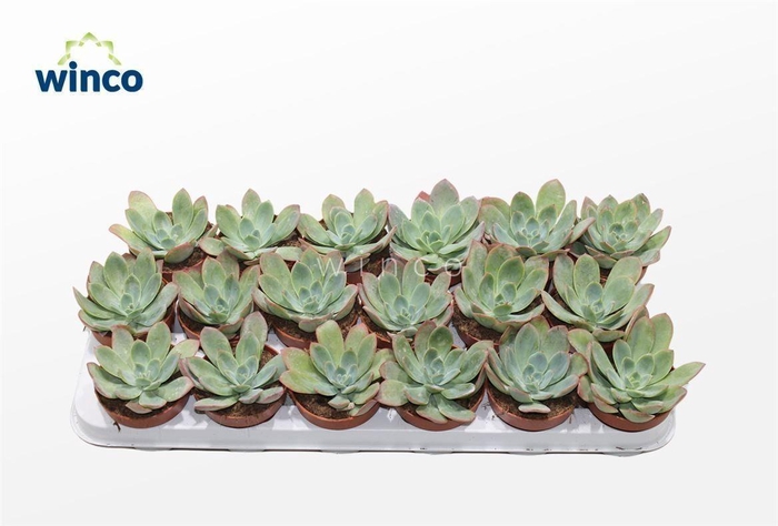 <h4>Echeveria Luella</h4>