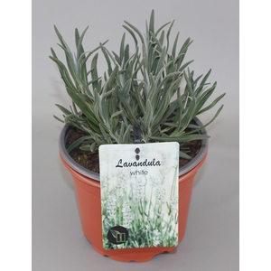 Lavandula angustifolia 'Alba' C2