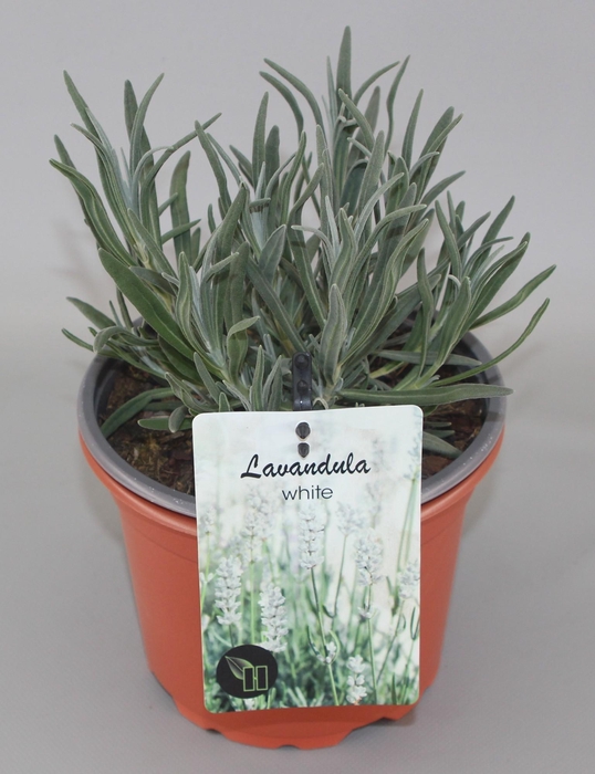 <h4>Lavandula angustifolia 'Alba' C2</h4>