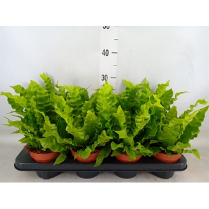 Asplenium nidus 'Crispy Wave'