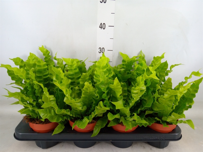 <h4>Asplenium nidus 'Crispy Wave'</h4>