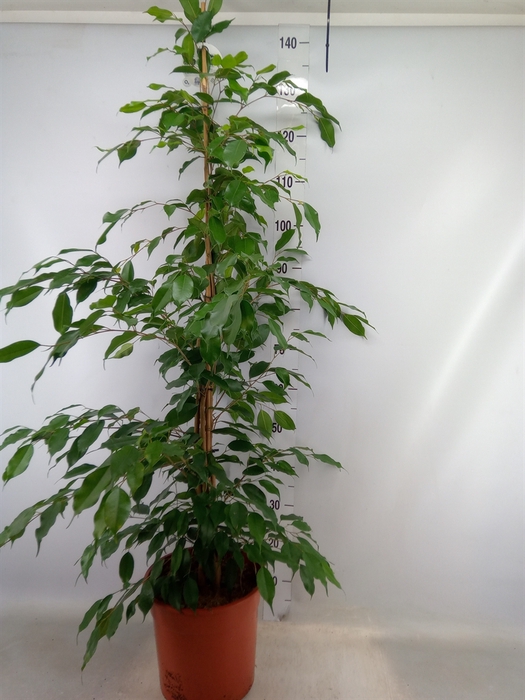 <h4>Ficus benja. 'Exotica'</h4>