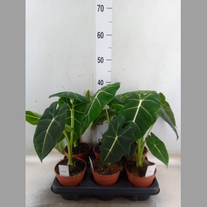 Alocasia   ...