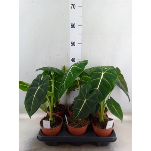 Alocasia   ...