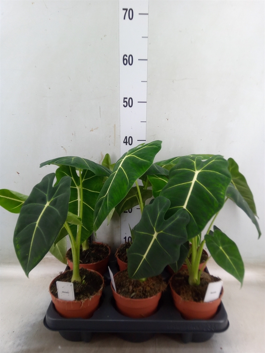 <h4>Alocasia   ...</h4>