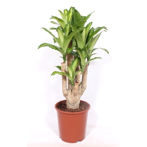 Dracaena Massangeana
