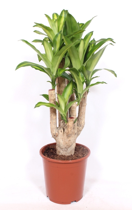 <h4>Dracaena Massangeana</h4>