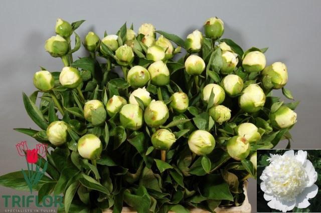 <h4>PAEO L BRIDAL SHOWER</h4>