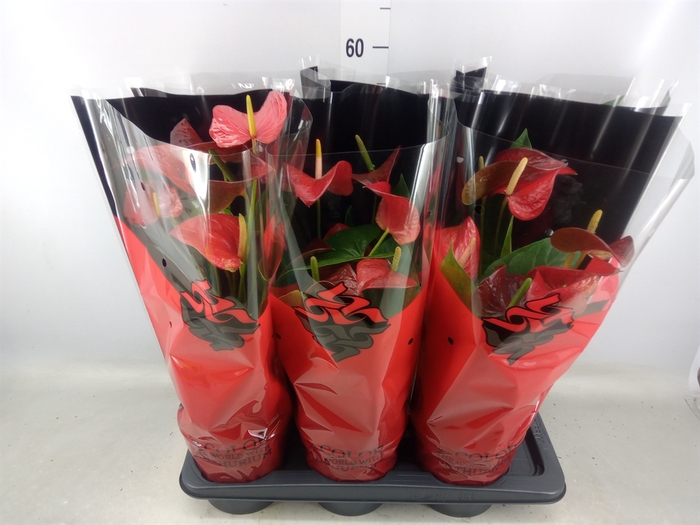 <h4>Anthurium andr. 'Red Bull'</h4>