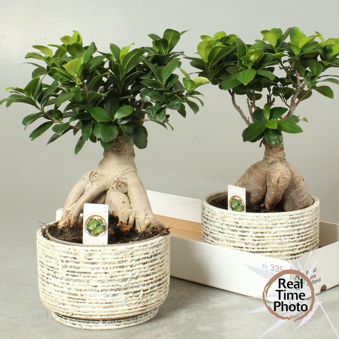 <h4>FIC MI GINSENG</h4>
