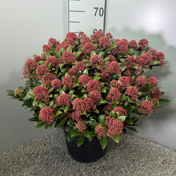 <h4>Skimmia japonica 'Pink Dwarf'</h4>