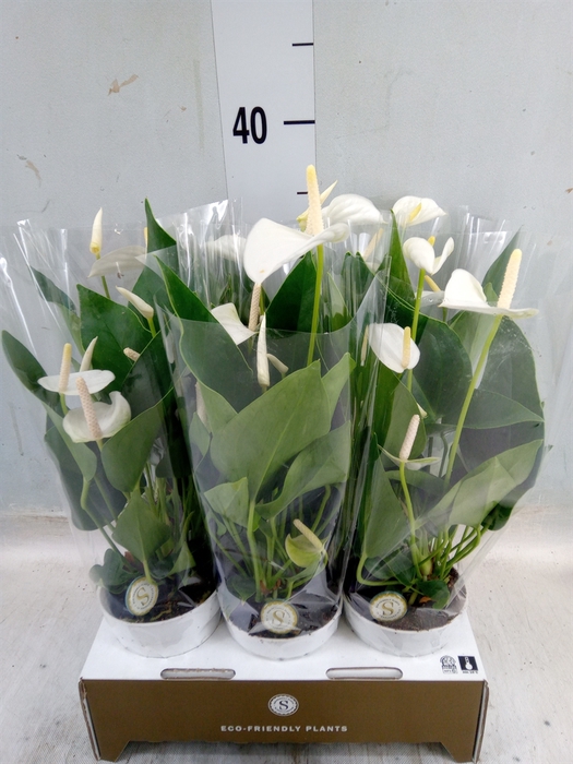 <h4>Anthurium andr. 'White Champion'</h4>