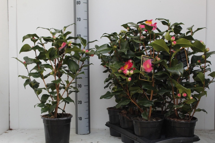 <h4>Came J Dr King</h4>