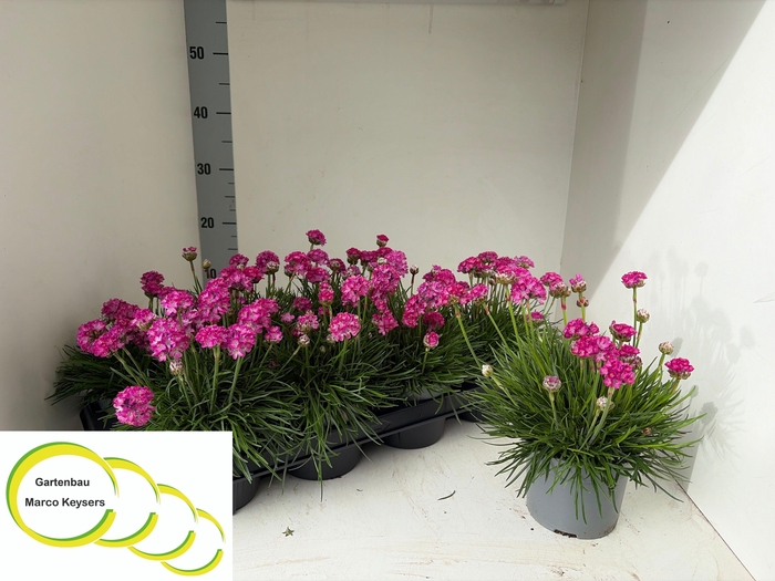 <h4>ARMERIA MARITIMA</h4>