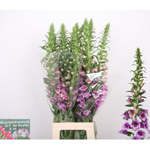 DIGI PURPUREA