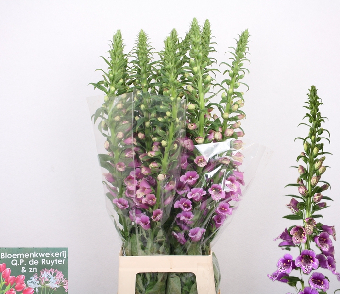 <h4>DIGI PURPUREA</h4>