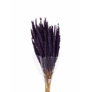 Dried Pinion Grass Purple Bunch