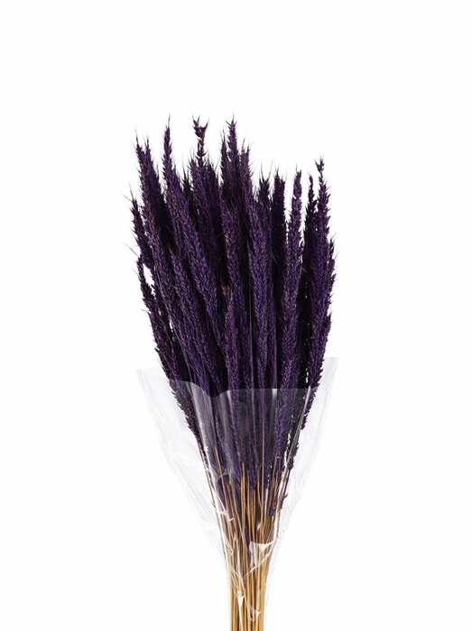 <h4>Dried Pinion Grass Purple Bunch</h4>