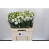 Eustoma Du Rosita White
