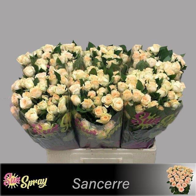 <h4>Rosa spray sancerre</h4>