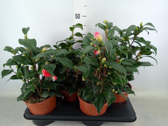 <h4>Camellia japonica</h4>