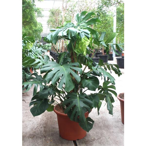 <h4>Monstera deliciosa</h4>
