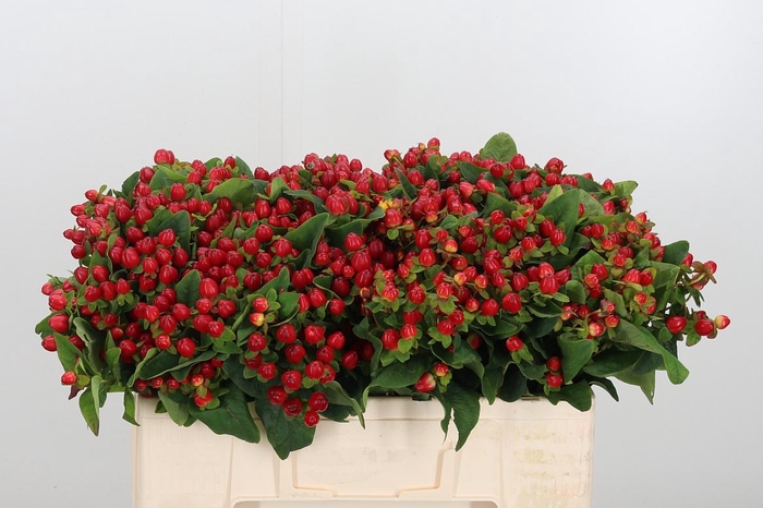 <h4>Hyp Mag Triumph</h4>