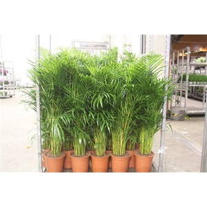 Dypsis Lutescens 25pp