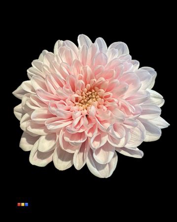 <h4>Chr T Altaj Pastel Pink</h4>