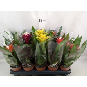 Bromelia   ...mix