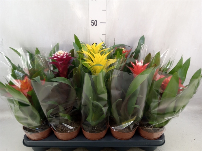 Bromelia   ...mix